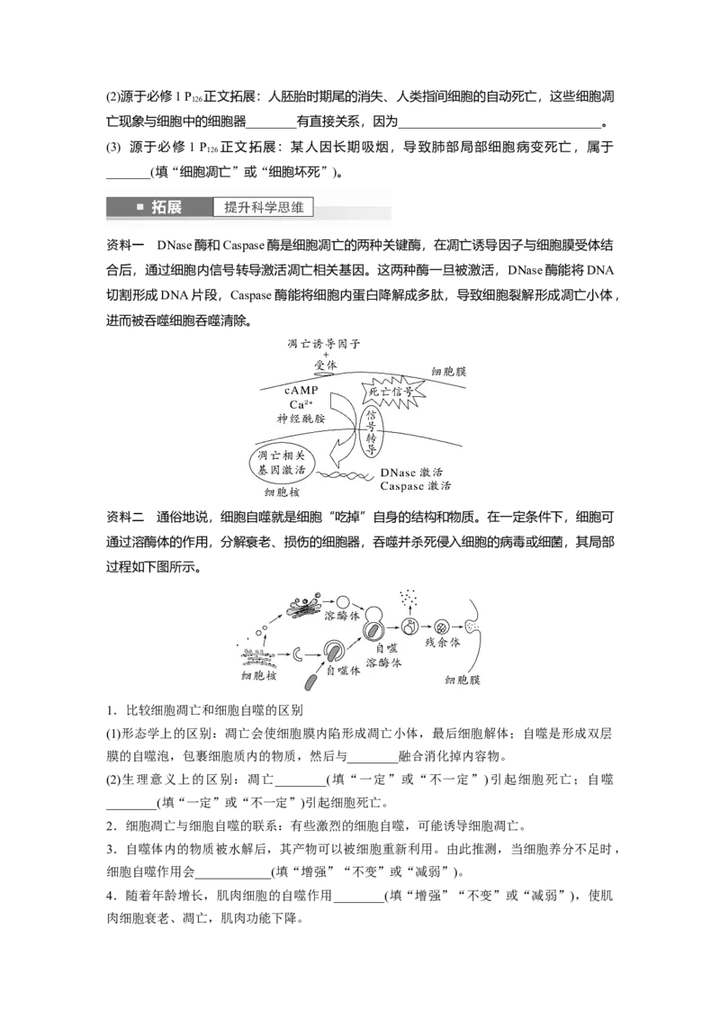 第4单元　第5课时　细胞的分化、衰老和死亡_新高考复习资料_2024年新高考复习资料_一轮复习资料_完2024生物步步高大一轮复习（课件+讲义）_2024年高考生物一轮复习讲义（新人教版）
