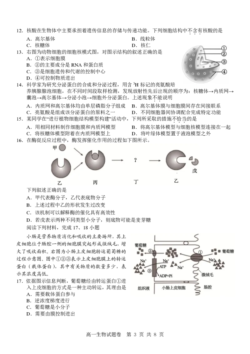 生物试卷_2025年12月高一试卷_251206浙江省杭州市地区(含周边)重点中学2025学年第一学期高一年级期中考试（全）