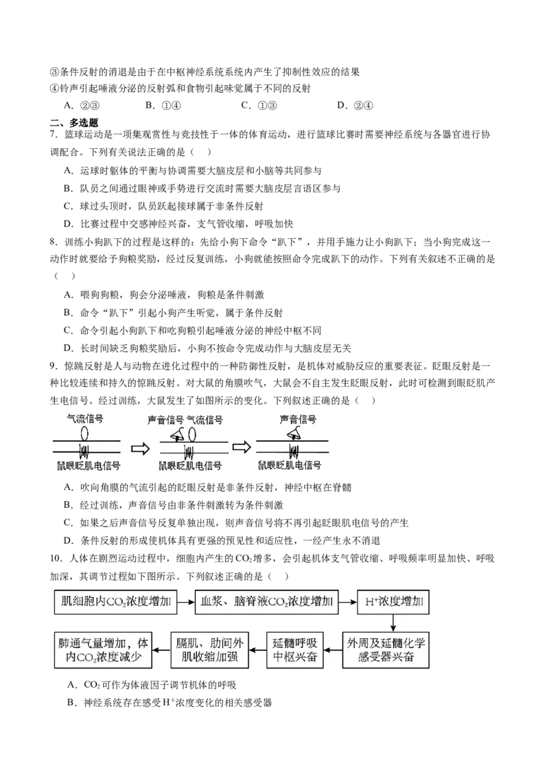 第25讲神经调节（第一课时，神经调节的结构基础及基本方式）（练习）（原卷版）_2025年新高考资料_一轮复习_2025年高考生物一轮复习讲练测（新教材新高考）