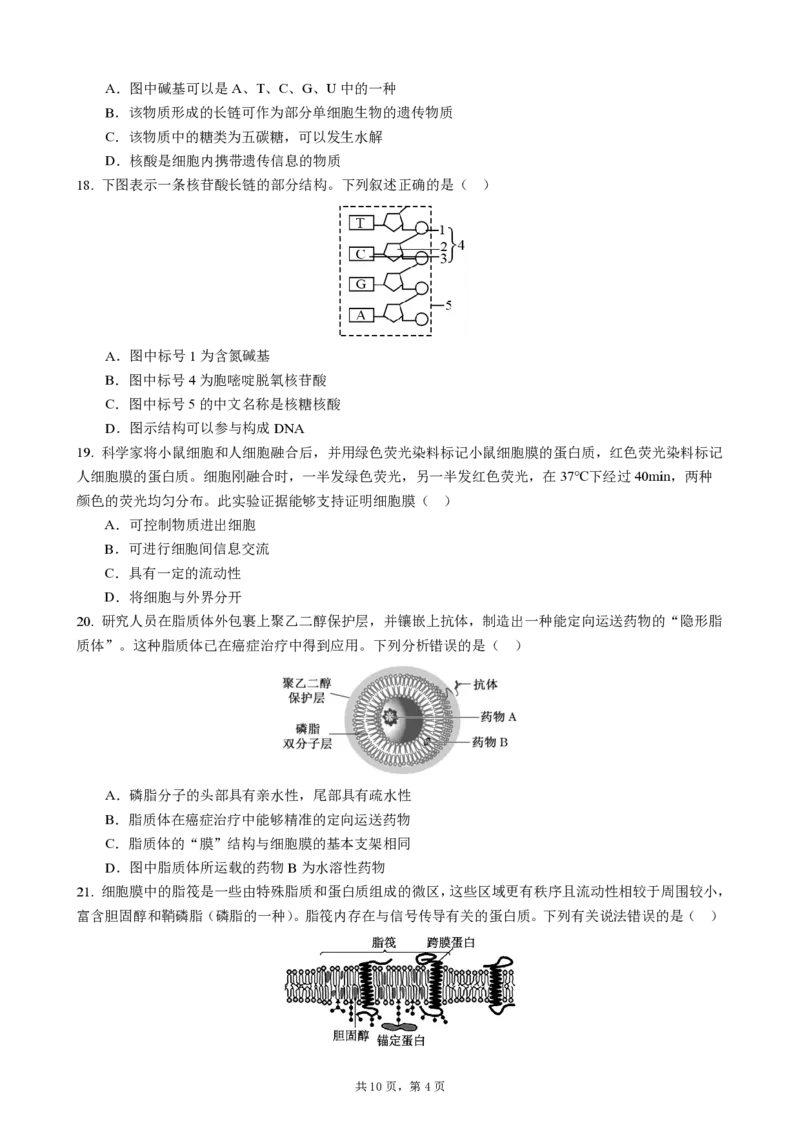 成都市第七中学2025-2026学年高一上学期11月半期考试生物_2025年11月高一试卷_251122四川省成都市第七中学2025-2026学年高一上学期11月半期考试（全）