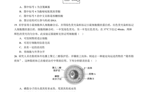 成都市第七中学2025-2026学年高一上学期11月半期考试生物_2025年11月高一试卷_251122四川省成都市第七中学2025-2026学年高一上学期11月半期考试（全）
