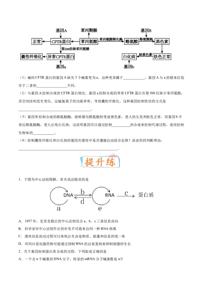 考向13基因的表达-备战2023年高考生物一轮复习考点微专题（全国通用）（原卷版）_通用版（老高考）复习资料_2023年复习资料_一轮复习