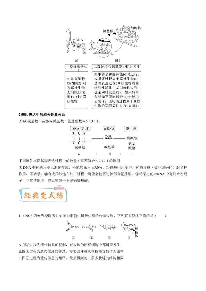 考向13基因的表达-备战2023年高考生物一轮复习考点微专题（全国通用）（原卷版）_通用版（老高考）复习资料_2023年复习资料_一轮复习