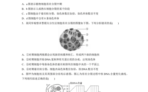 第4单元　课时练2　有丝分裂过程中相关变化及观察实验_新高考复习资料_2024年新高考复习资料_一轮复习资料_完2024生物步步高大一轮复习（课件+讲义）_学生版在此文件夹