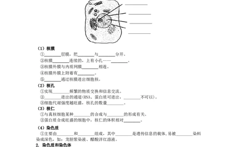 第10讲细胞核的结构和功能-精准备考备战2023年高考生物一轮复习精品讲义（生物学必修1）（原卷版）_通用版（老高考）复习资料_2023年复习资料_一轮复习