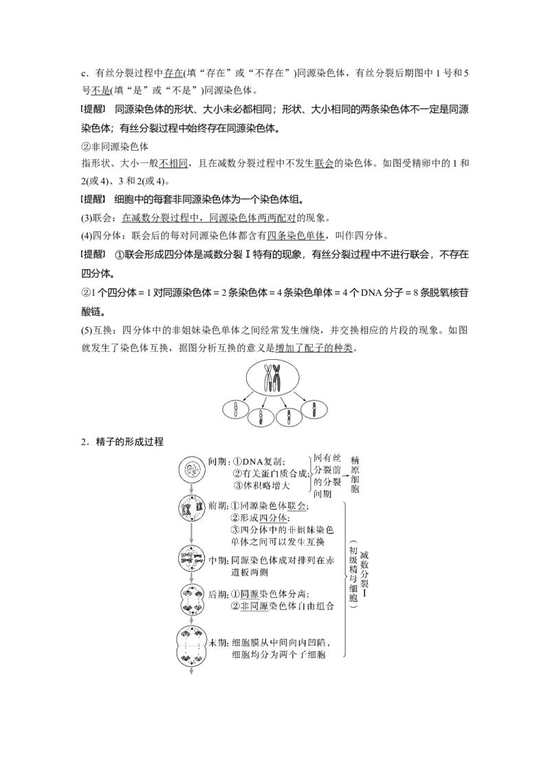 第四单元　第21课时　减数分裂和受精作用_2025年新高考资料_一轮复习_2025大一轮复习讲义+课件（完结）_2025大一轮复习讲义生物教师用书Word版文档整书_配套Word版文档第三~六单元