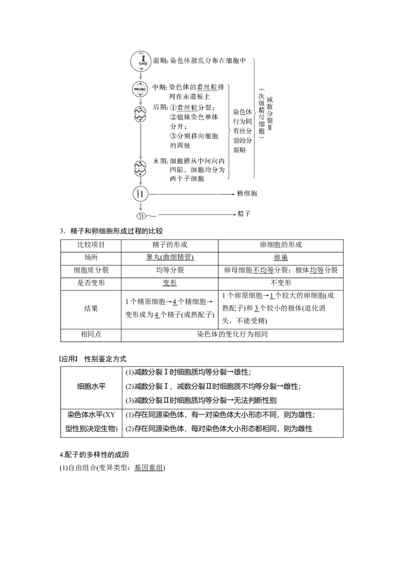 第四单元　第21课时　减数分裂和受精作用_2025年新高考资料_一轮复习_2025大一轮复习讲义+课件（完结）_2025大一轮复习讲义生物教师用书Word版文档整书_配套Word版文档第三~六单元
