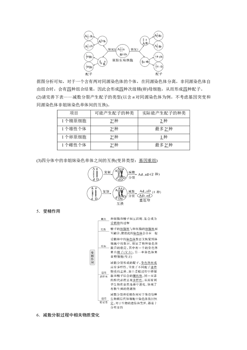 第四单元　第21课时　减数分裂和受精作用_2025年新高考资料_一轮复习_2025大一轮复习讲义+课件（完结）_2025大一轮复习讲义生物教师用书Word版文档整书_配套Word版文档第三~六单元