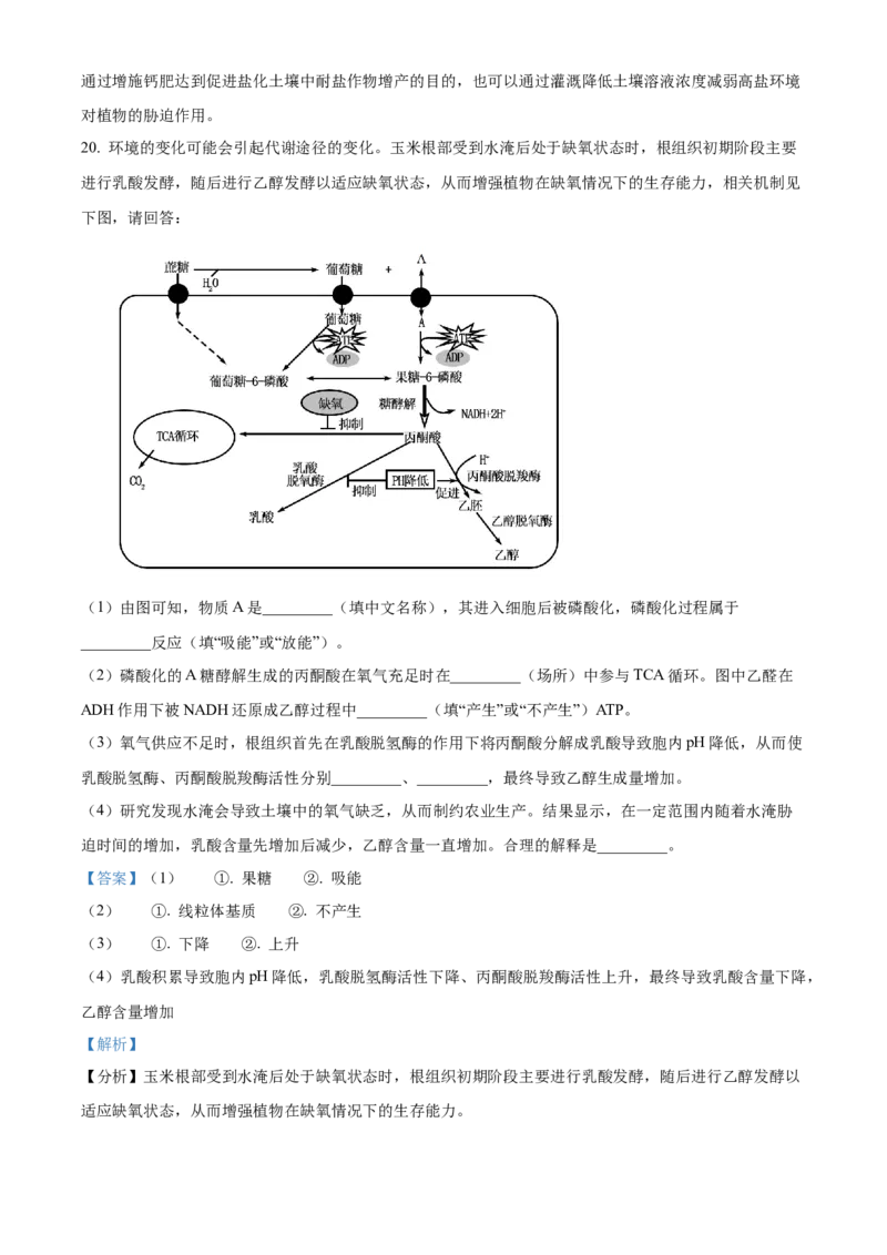 湖北省武昌实验中学2025-2026学年高一上学期十二月月考生物试卷Word版含解析_2026年01月高一试卷_260112湖北省武汉市武昌实验中学2025-2026学年高一上学期12月月考