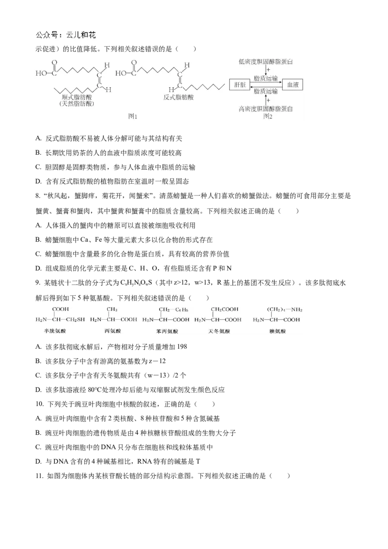 河南省九师联考2024-2025学年高一上学期11月期中生物试题Word版无答案_2024年12月试卷_1203河南省九师联考2024-2025学年高一上学期11月期中考试