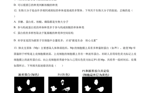 河南省九师联考2024-2025学年高一上学期11月期中生物试题Word版无答案_2024年12月试卷_1203河南省九师联考2024-2025学年高一上学期11月期中考试