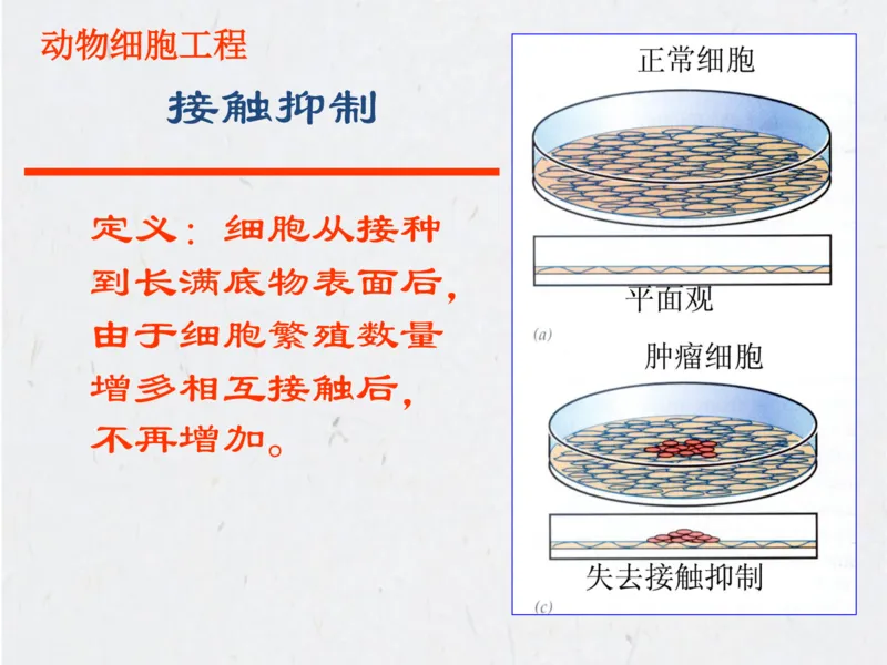 考点精讲15细胞工程（教案）_新高考复习资料_2022年新高考复习资料_2022届一轮复习讲练结合7.13更新_系列二_考点精讲15细胞工程