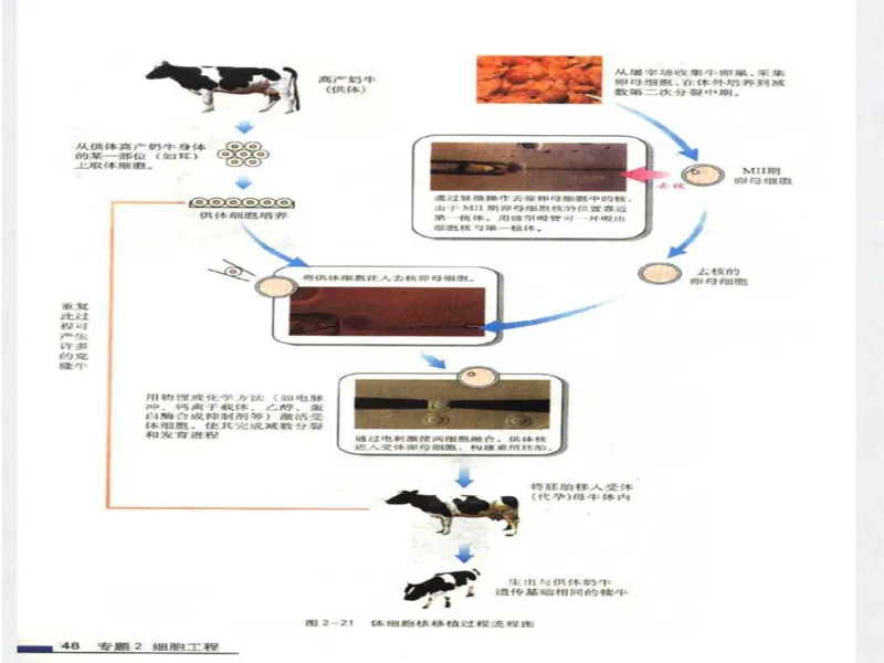考点精讲15细胞工程（教案）_新高考复习资料_2022年新高考复习资料_2022届一轮复习讲练结合7.13更新_系列二_考点精讲15细胞工程