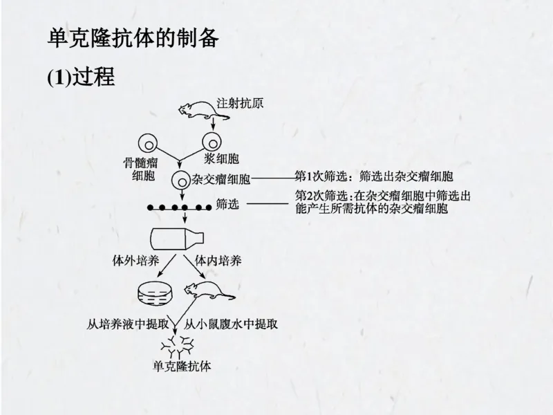 考点精讲15细胞工程（教案）_新高考复习资料_2022年新高考复习资料_2022届一轮复习讲练结合7.13更新_系列二_考点精讲15细胞工程