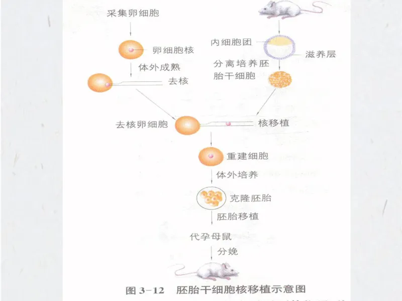 考点精讲15细胞工程（教案）_新高考复习资料_2022年新高考复习资料_2022届一轮复习讲练结合7.13更新_系列二_考点精讲15细胞工程