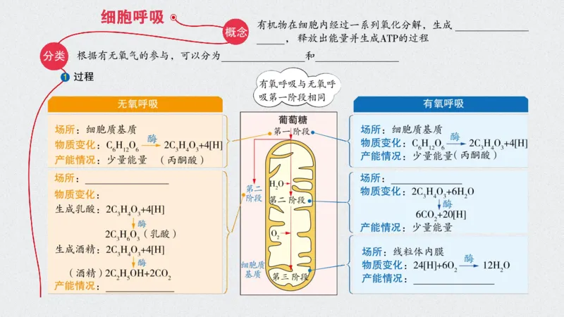 考点精讲5细胞呼吸的原理和应用（教案）_新高考复习资料_2022年新高考复习资料_2022届一轮复习讲练结合7.13更新_系列二_考点精讲5细胞呼吸的原理和应用