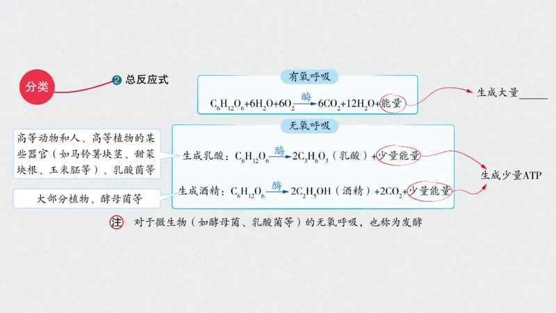 考点精讲5细胞呼吸的原理和应用（教案）_新高考复习资料_2022年新高考复习资料_2022届一轮复习讲练结合7.13更新_系列二_考点精讲5细胞呼吸的原理和应用