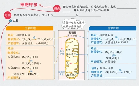 考点精讲5细胞呼吸的原理和应用（教案）_新高考复习资料_2022年新高考复习资料_2022届一轮复习讲练结合7.13更新_系列二_考点精讲5细胞呼吸的原理和应用