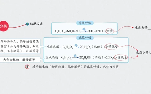 考点精讲5细胞呼吸的原理和应用（教案）_新高考复习资料_2022年新高考复习资料_2022届一轮复习讲练结合7.13更新_系列二_考点精讲5细胞呼吸的原理和应用