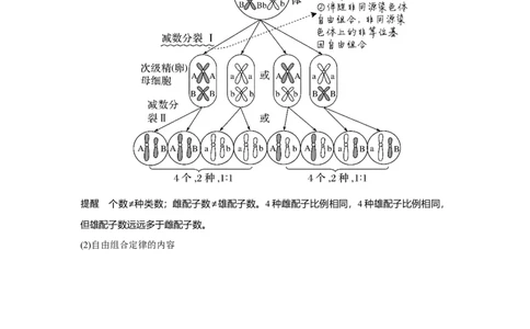 第14讲　基因的自由组合定律_新高考复习资料_2023年新高考复习资料_一轮复习_2023年新高考大一轮复习讲义_2023年高考生物一轮复习讲义（新人教新高考）_赠补充习题