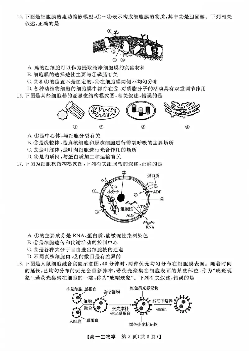 生物试题_2025年11月高一试卷_251126浙江省卓越高中联盟2025-2026学年高一上学期11月期中联考（全）_浙江省卓越高中联盟2025-2026学年高一上学期11月联考生物试题含答案