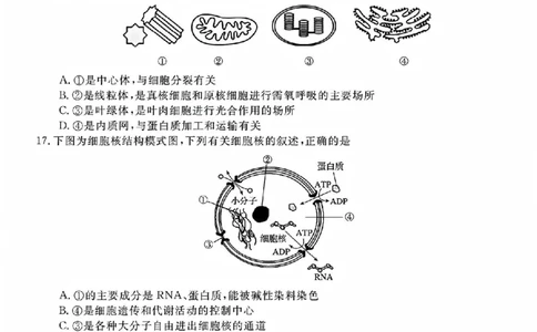 生物试题_2025年11月高一试卷_251126浙江省卓越高中联盟2025-2026学年高一上学期11月期中联考（全）_浙江省卓越高中联盟2025-2026学年高一上学期11月联考生物试题含答案