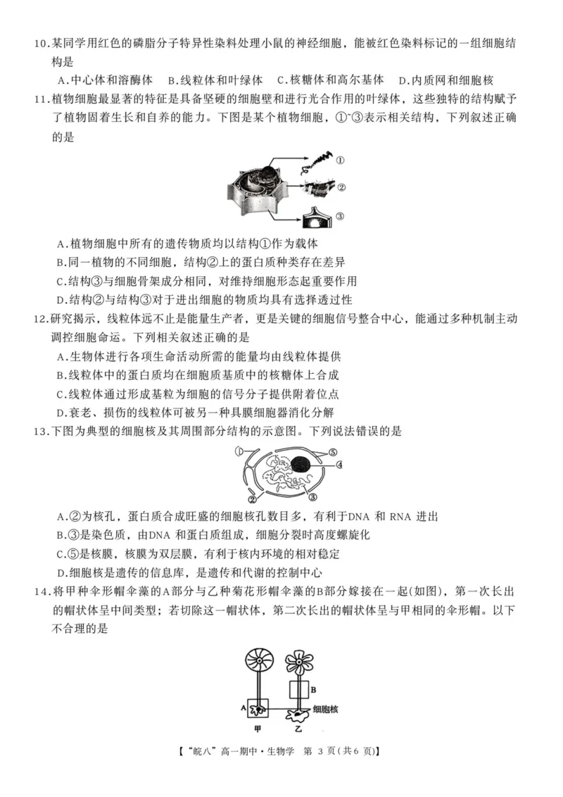 安徽省&ldquo;皖南八校&rdquo;2025-2026学年高一上学期期中考试生物PDF版含解析_2025年12月高一试卷_251210安徽省&ldquo;皖南八校&rdquo;2025-2026学年高一上学期期中考试（全)