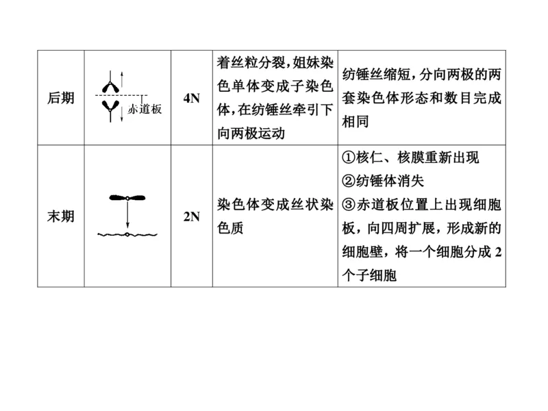 考点精讲7细胞的生命历程（教案）_新高考复习资料_2022年新高考复习资料_2022届一轮复习讲练结合7.13更新_系列二_考点精讲7细胞的生命历程