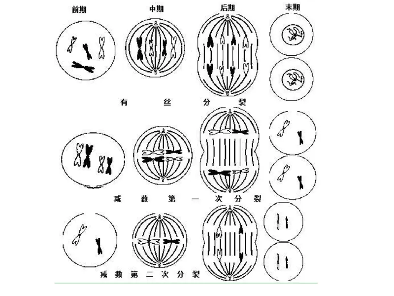 考点精讲7细胞的生命历程（教案）_新高考复习资料_2022年新高考复习资料_2022届一轮复习讲练结合7.13更新_系列二_考点精讲7细胞的生命历程