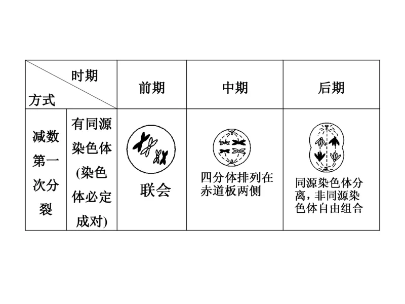 考点精讲7细胞的生命历程（教案）_新高考复习资料_2022年新高考复习资料_2022届一轮复习讲练结合7.13更新_系列二_考点精讲7细胞的生命历程