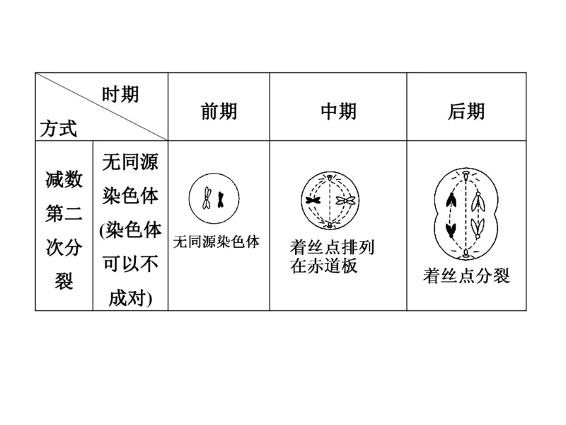 考点精讲7细胞的生命历程（教案）_新高考复习资料_2022年新高考复习资料_2022届一轮复习讲练结合7.13更新_系列二_考点精讲7细胞的生命历程