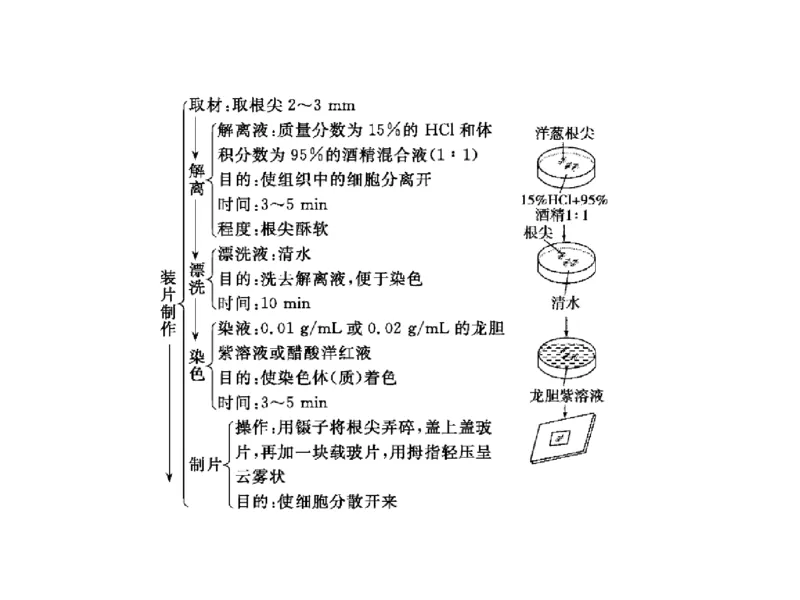 考点精讲7细胞的生命历程（教案）_新高考复习资料_2022年新高考复习资料_2022届一轮复习讲练结合7.13更新_系列二_考点精讲7细胞的生命历程
