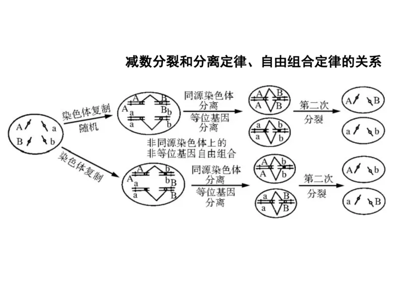 考点精讲7细胞的生命历程（教案）_新高考复习资料_2022年新高考复习资料_2022届一轮复习讲练结合7.13更新_系列二_考点精讲7细胞的生命历程