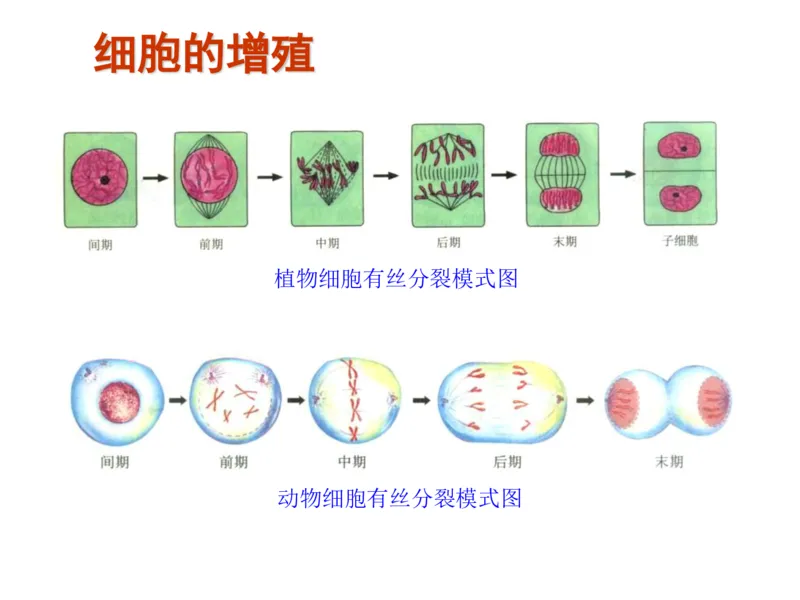 考点精讲7细胞的生命历程（教案）_新高考复习资料_2022年新高考复习资料_2022届一轮复习讲练结合7.13更新_系列二_考点精讲7细胞的生命历程