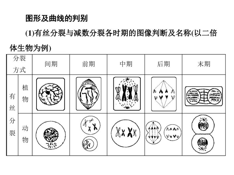 考点精讲7细胞的生命历程（教案）_新高考复习资料_2022年新高考复习资料_2022届一轮复习讲练结合7.13更新_系列二_考点精讲7细胞的生命历程