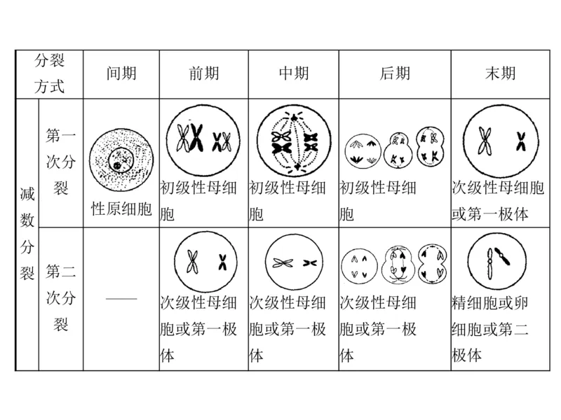 考点精讲7细胞的生命历程（教案）_新高考复习资料_2022年新高考复习资料_2022届一轮复习讲练结合7.13更新_系列二_考点精讲7细胞的生命历程