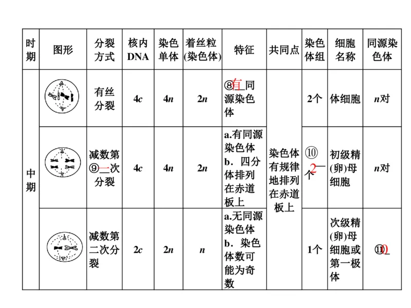 考点精讲7细胞的生命历程（教案）_新高考复习资料_2022年新高考复习资料_2022届一轮复习讲练结合7.13更新_系列二_考点精讲7细胞的生命历程