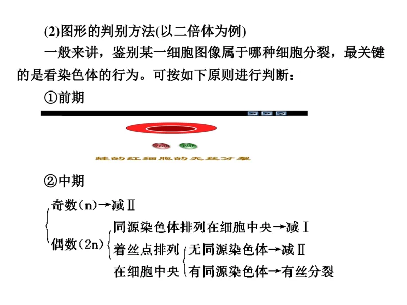 考点精讲7细胞的生命历程（教案）_新高考复习资料_2022年新高考复习资料_2022届一轮复习讲练结合7.13更新_系列二_考点精讲7细胞的生命历程