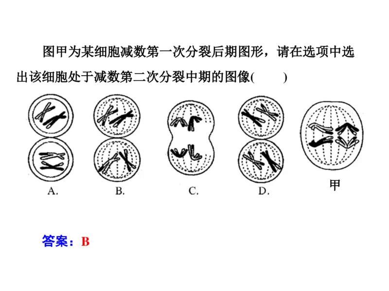 考点精讲7细胞的生命历程（教案）_新高考复习资料_2022年新高考复习资料_2022届一轮复习讲练结合7.13更新_系列二_考点精讲7细胞的生命历程