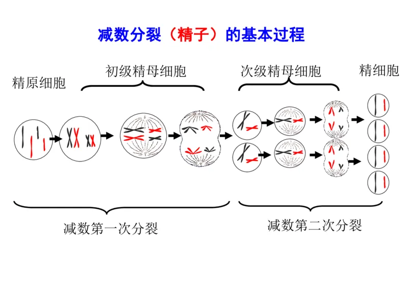 考点精讲7细胞的生命历程（教案）_新高考复习资料_2022年新高考复习资料_2022届一轮复习讲练结合7.13更新_系列二_考点精讲7细胞的生命历程