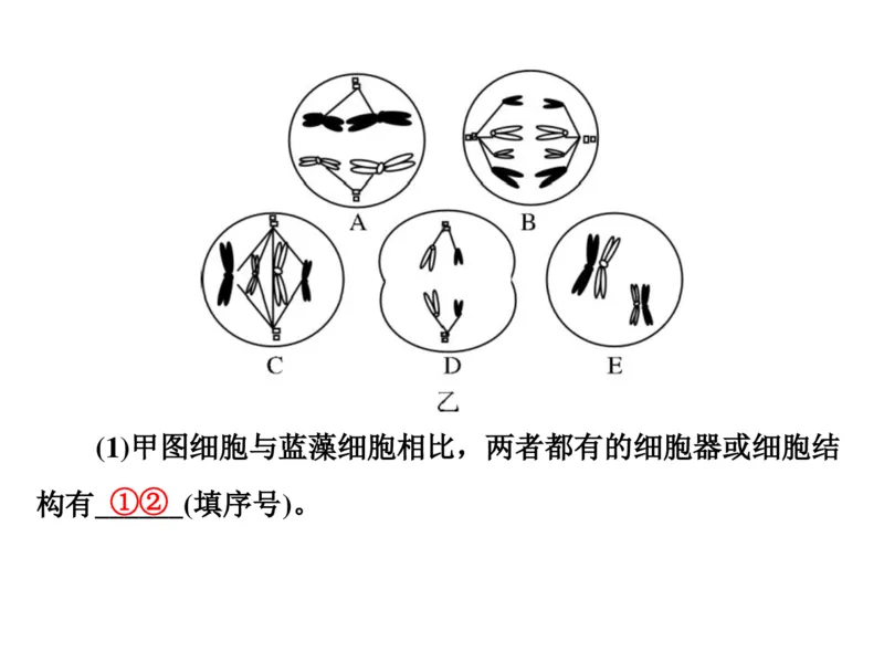 考点精讲7细胞的生命历程（教案）_新高考复习资料_2022年新高考复习资料_2022届一轮复习讲练结合7.13更新_系列二_考点精讲7细胞的生命历程