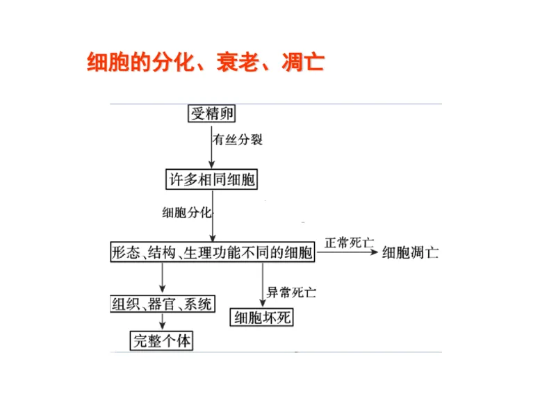 考点精讲7细胞的生命历程（教案）_新高考复习资料_2022年新高考复习资料_2022届一轮复习讲练结合7.13更新_系列二_考点精讲7细胞的生命历程