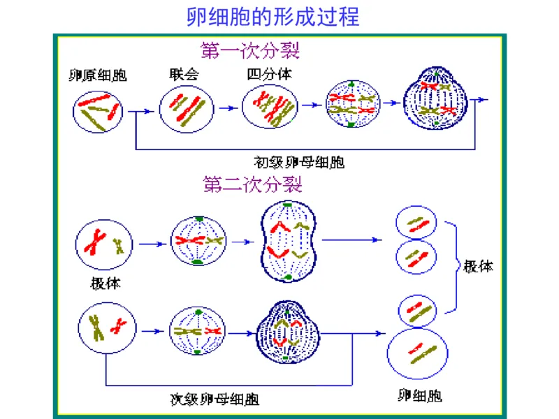 考点精讲7细胞的生命历程（教案）_新高考复习资料_2022年新高考复习资料_2022届一轮复习讲练结合7.13更新_系列二_考点精讲7细胞的生命历程