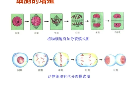考点精讲7细胞的生命历程（教案）_新高考复习资料_2022年新高考复习资料_2022届一轮复习讲练结合7.13更新_系列二_考点精讲7细胞的生命历程