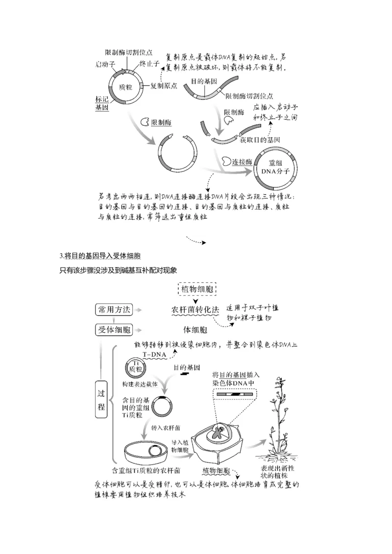 第35讲　基因工程_新高考复习资料_2023年新高考复习资料_一轮复习_2023年新高考大一轮复习讲义_2023年高考生物一轮复习讲义（新人教新高考）_赠补充习题_Word版题库第七~十单元