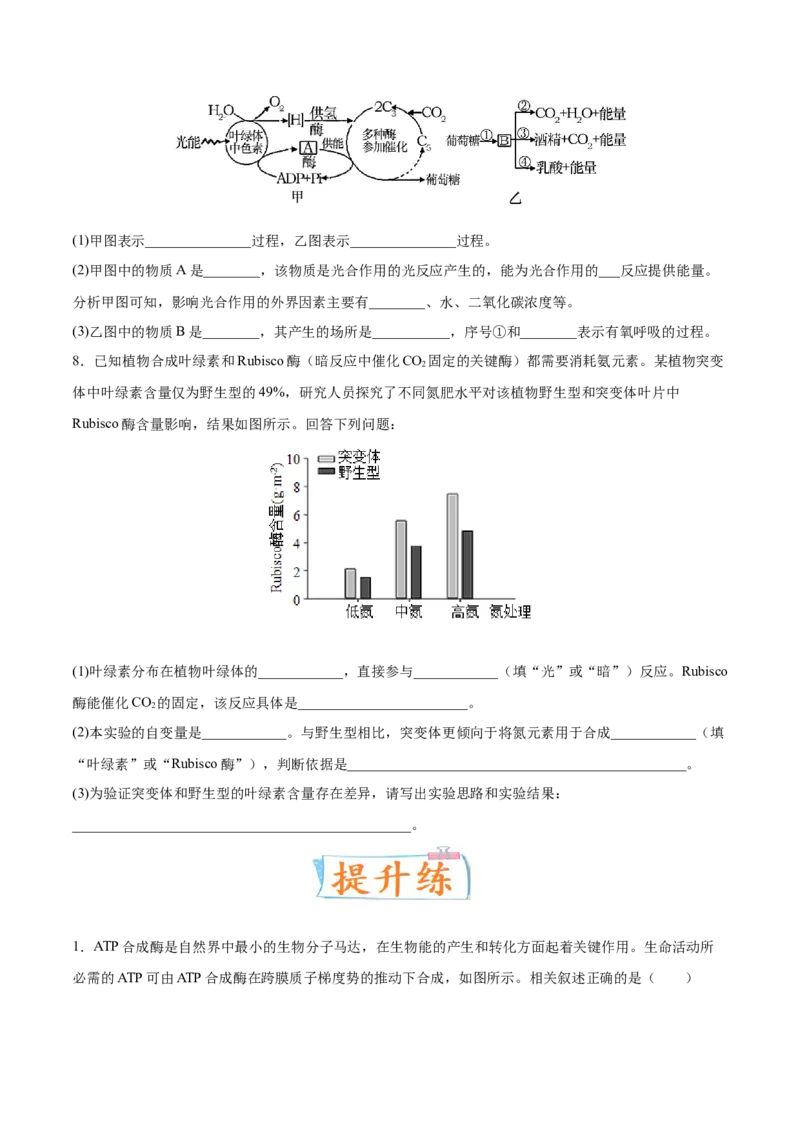 考向06光合作用与能量转换-备战2023年高考生物一轮复习考点微专题（全国通用）（原卷版）(1)_通用版（老高考）复习资料_2023年复习资料_一轮复习