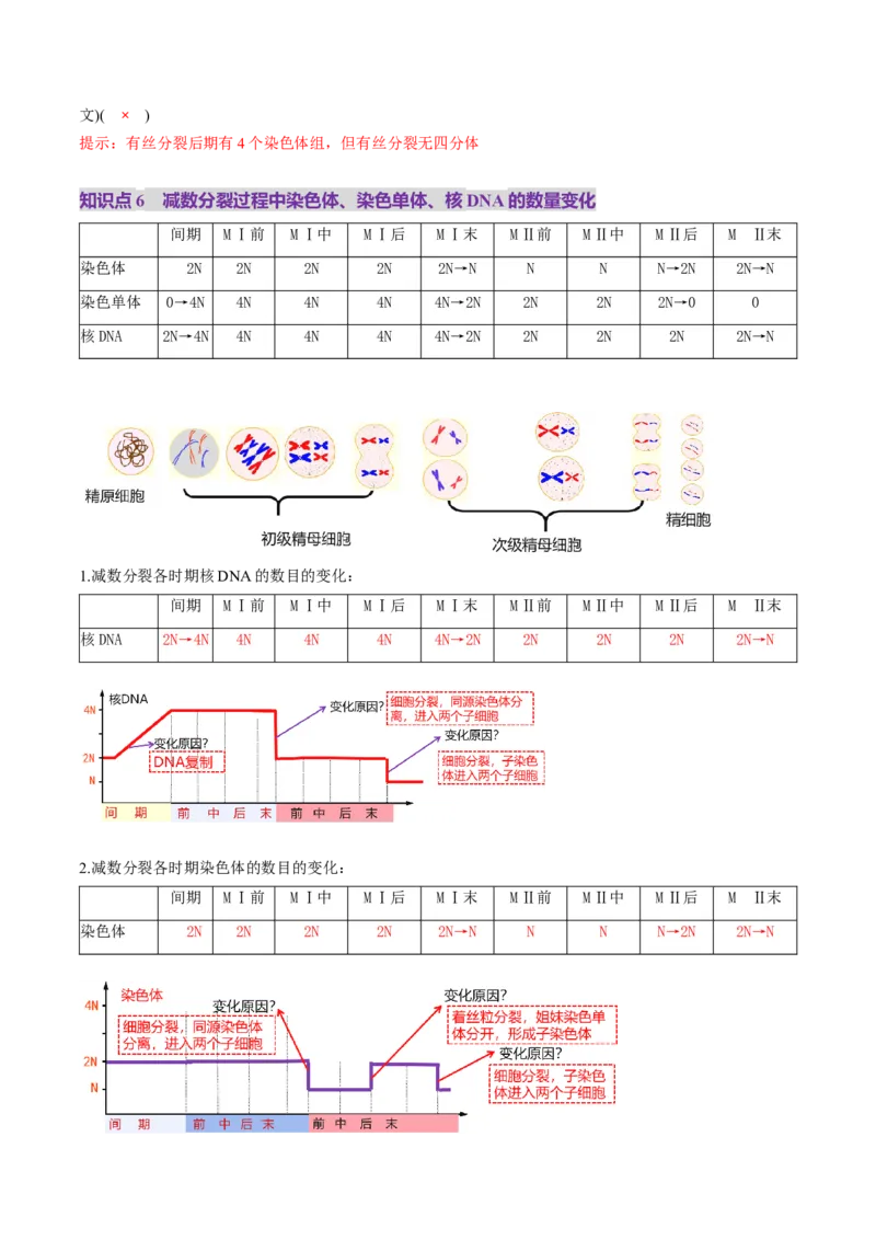 第13讲减数分裂和受精作用（讲义）（解析版）_2025年新高考资料_一轮复习_2025年高考生物一轮复习讲练测（新教材新高考）