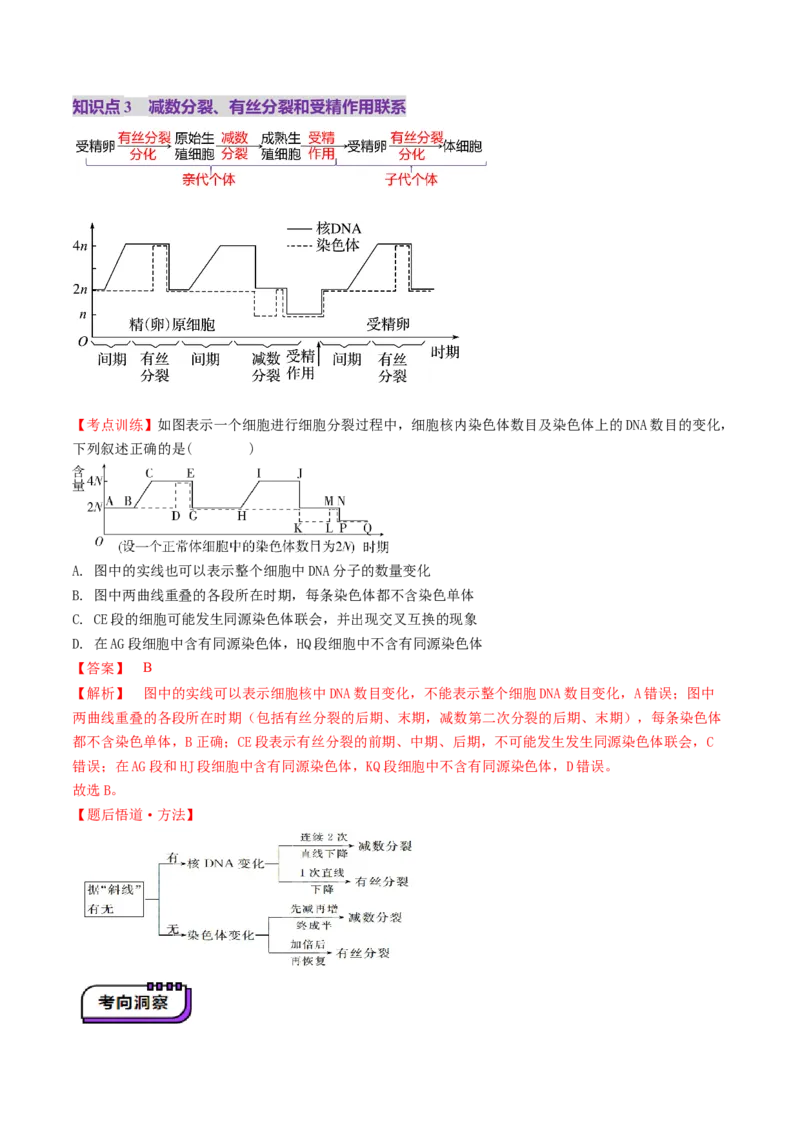 第13讲减数分裂和受精作用（讲义）（解析版）_2025年新高考资料_一轮复习_2025年高考生物一轮复习讲练测（新教材新高考）