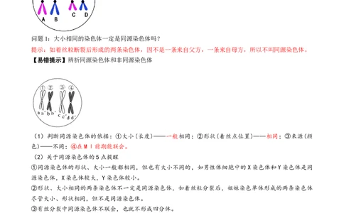 第13讲减数分裂和受精作用（讲义）（解析版）_2025年新高考资料_一轮复习_2025年高考生物一轮复习讲练测（新教材新高考）