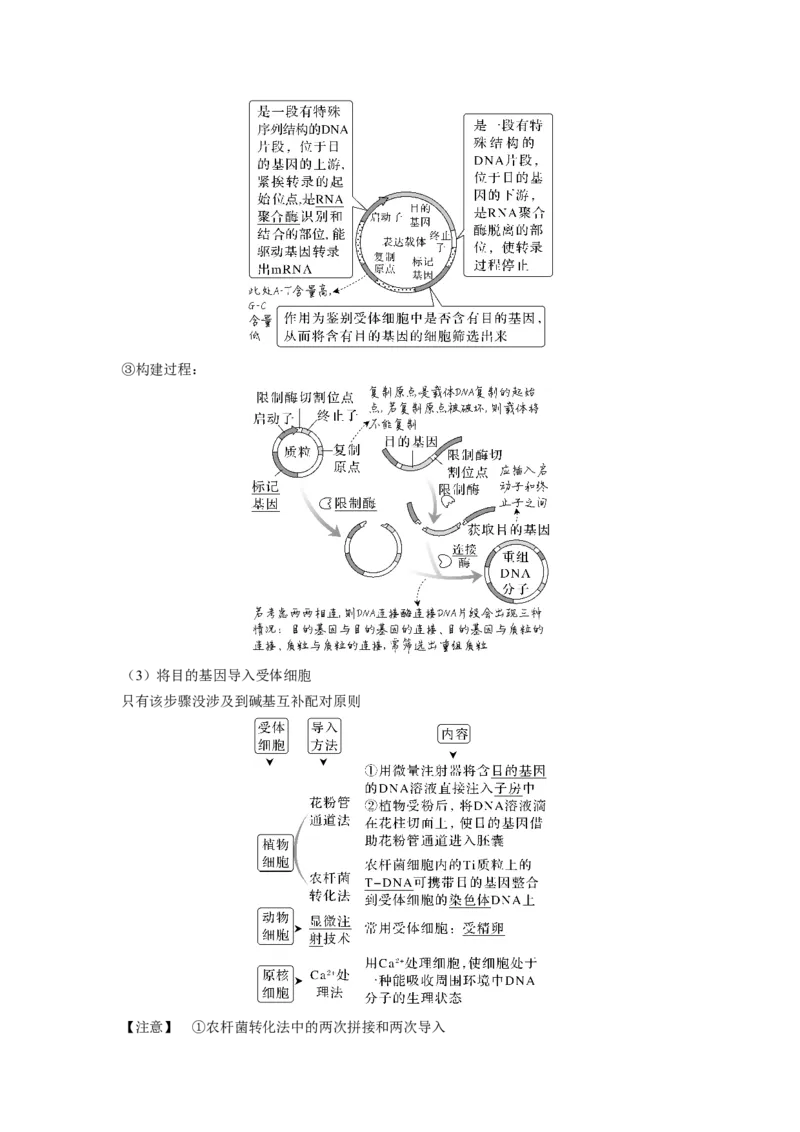 考向28基因工程及生物技术安全性与伦理问题-备战2023年高考生物一轮复习考点微专题（全国通用）（解析版）_通用版（老高考）复习资料_2023年复习资料_一轮复习